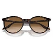 Kép 5/5 - RAY BAN RB2204 902/51 - Havana NAPSZEMÜVEG